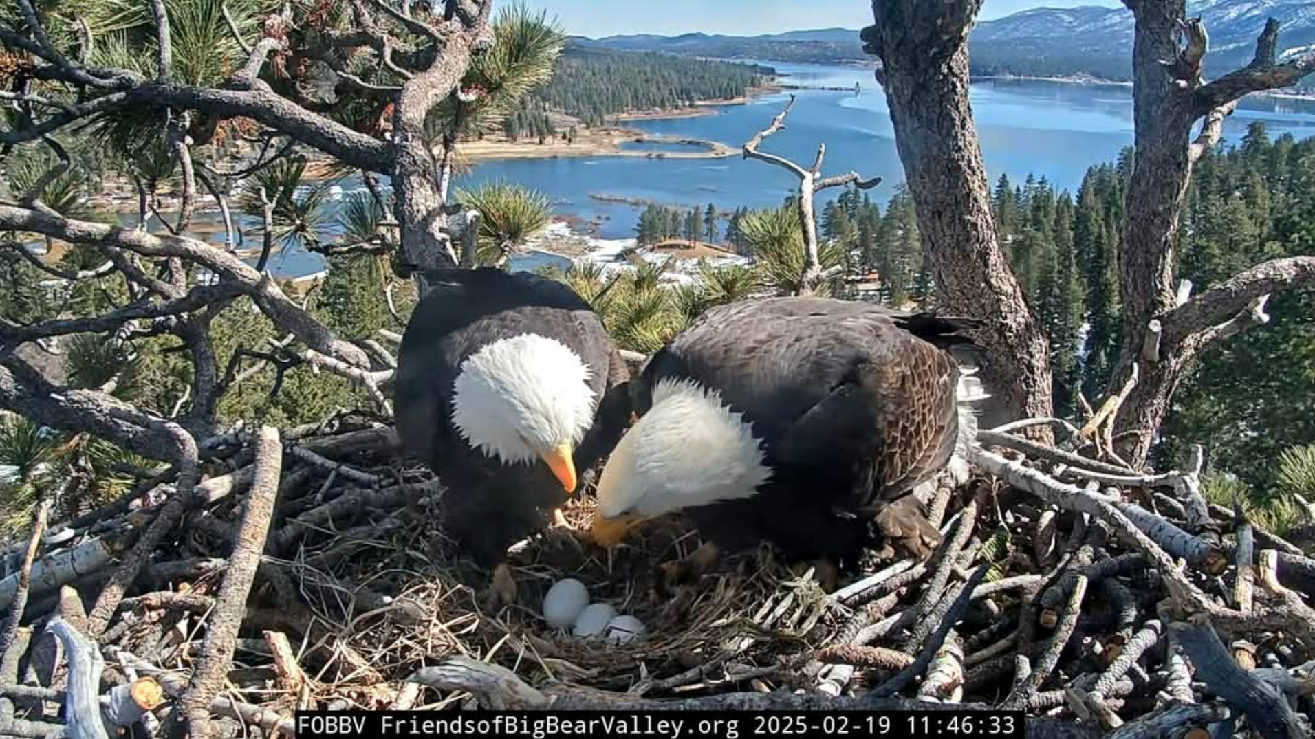 Tempête sur un nid : l’aventure d’un couple d’aigles américains fascine les internautes