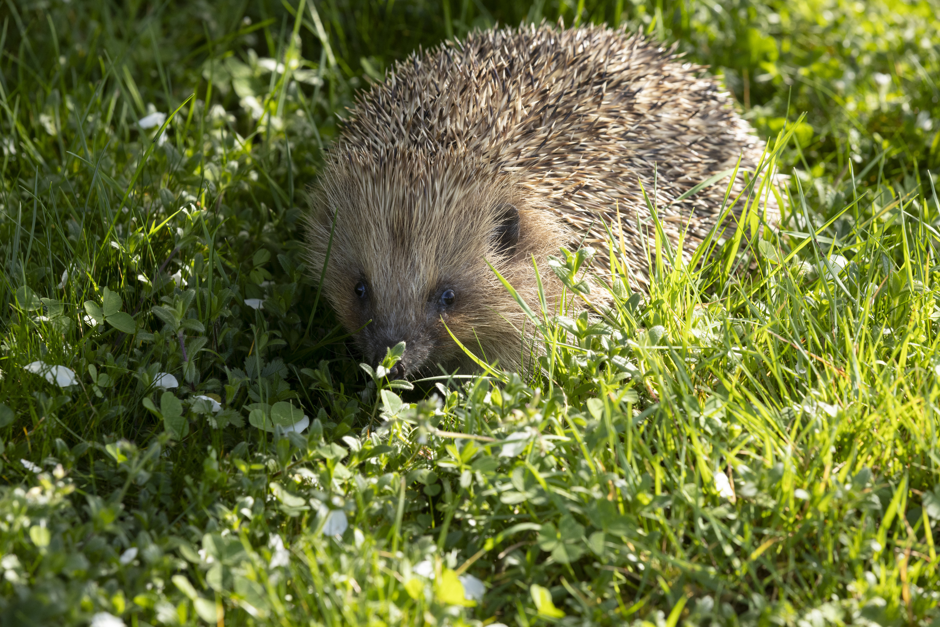 Biodiversité : des hérissons relâchés dans le bois de Vincennes, après avoir été soignés durant l’hiver