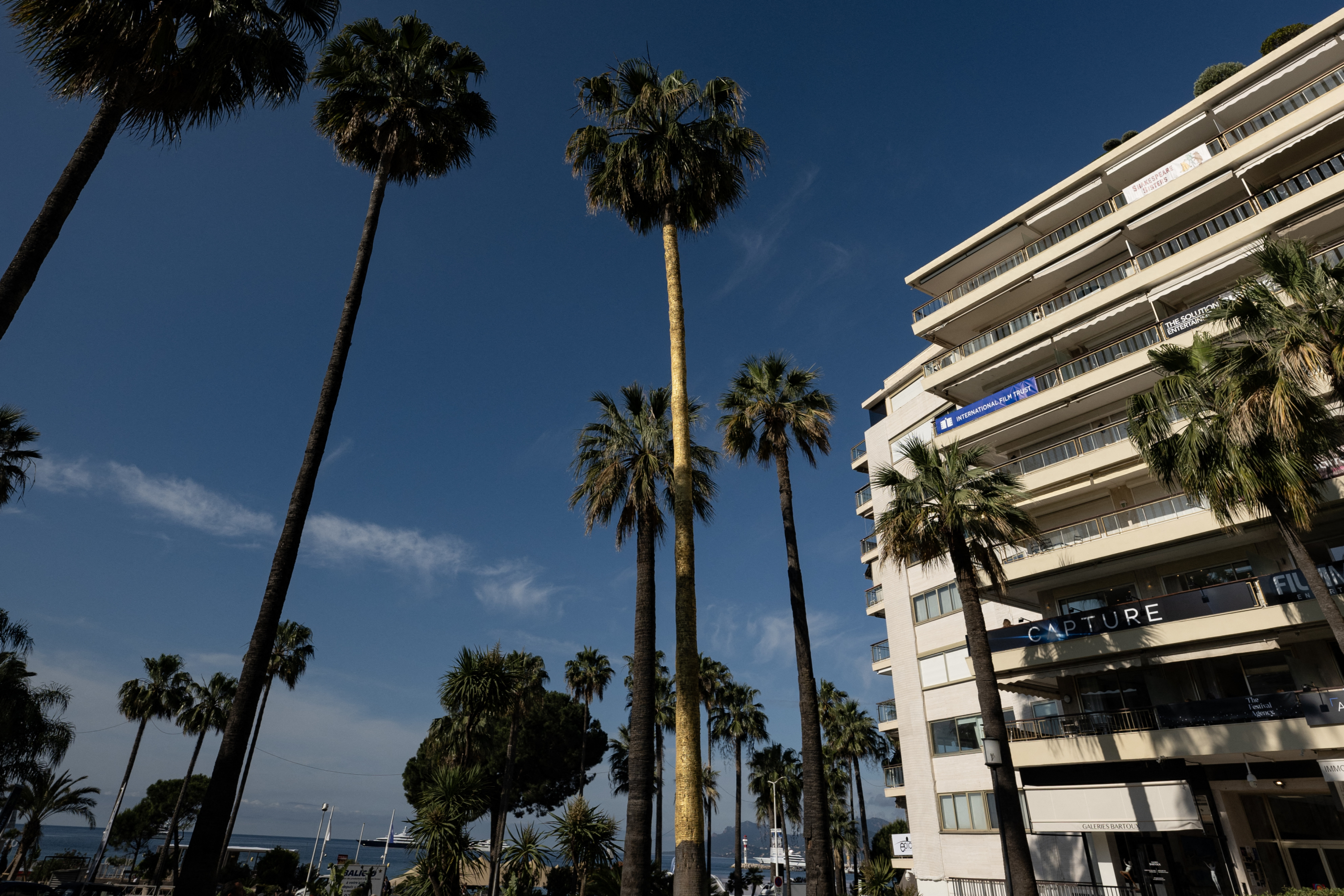 «Un épouvantable coup de vent» : à Cannes, un homme «gravement blessé» par la chute d'un palmier