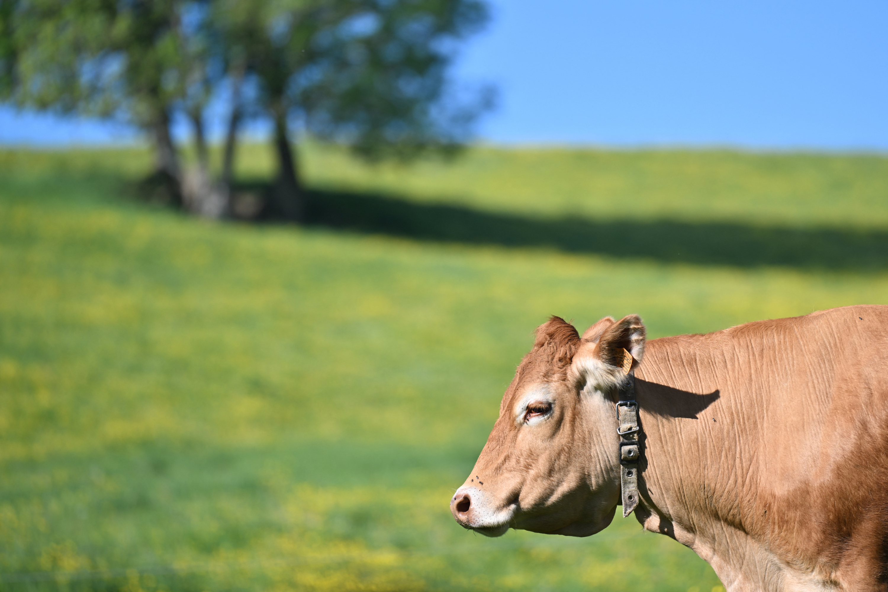 Haute-Vienne : la création d’une mégaferme bovine de plus de 2000 bêtes validée par le préfet