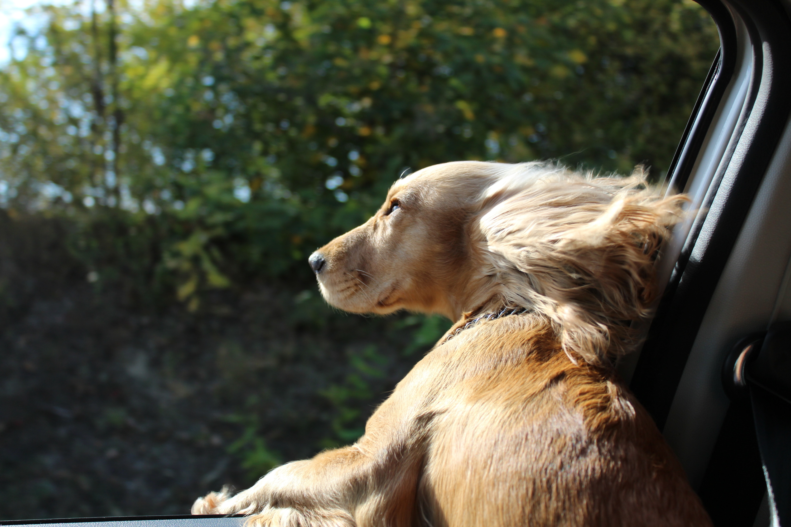 Voici pourquoi les chiens passent la tête par la fenêtre en voiture (et ce n’est pas pour le vent)
