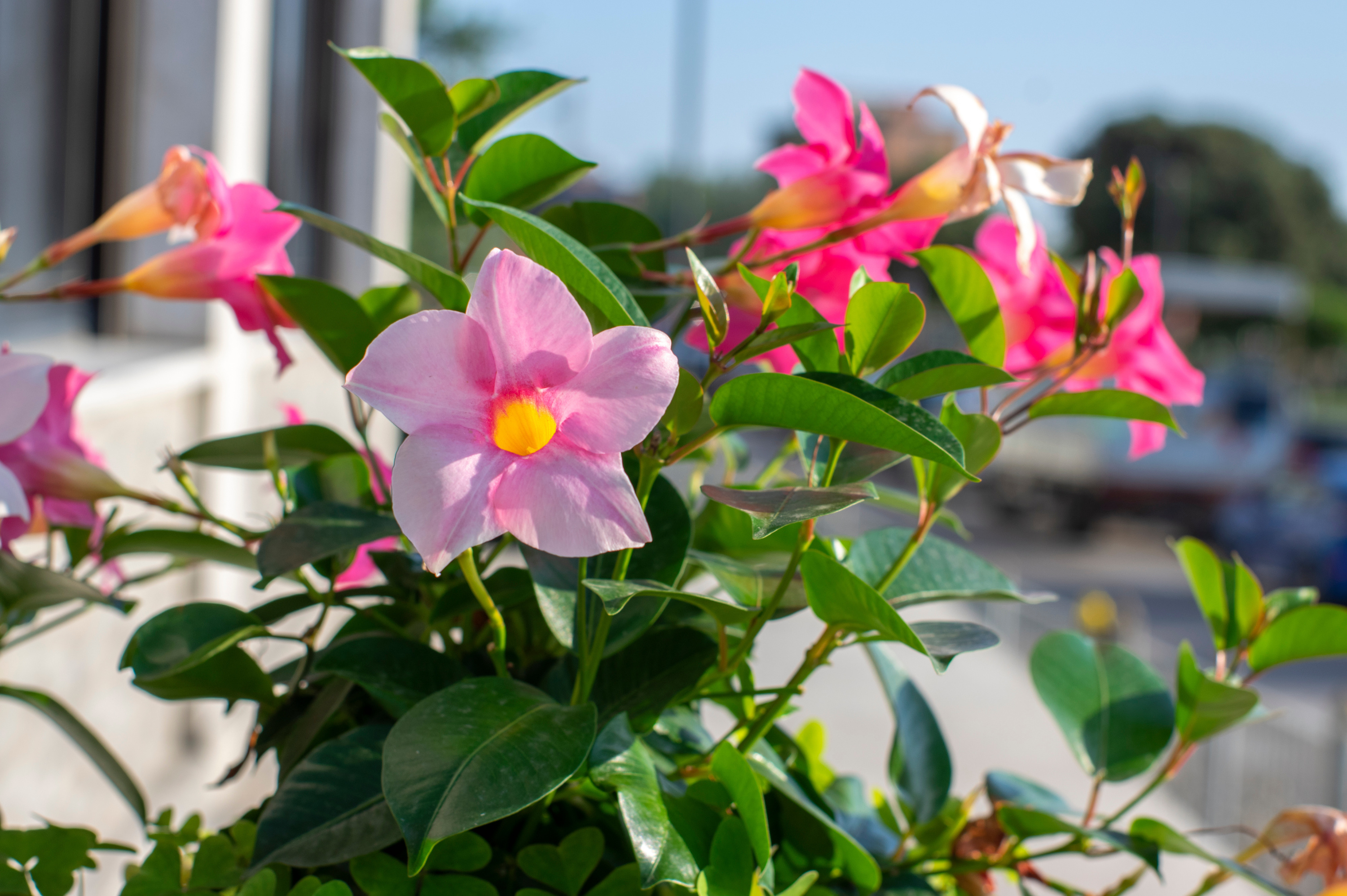 Yololary spiderman suit video she works out out of a