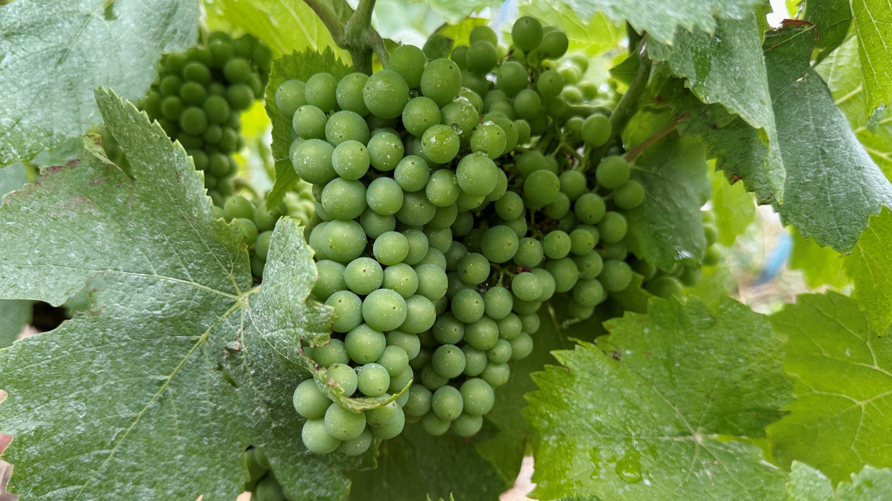 Châlons-en-Champagne : trois personnes condamnées à de la prison ferme pour traite d’êtres humains durant des vendanges