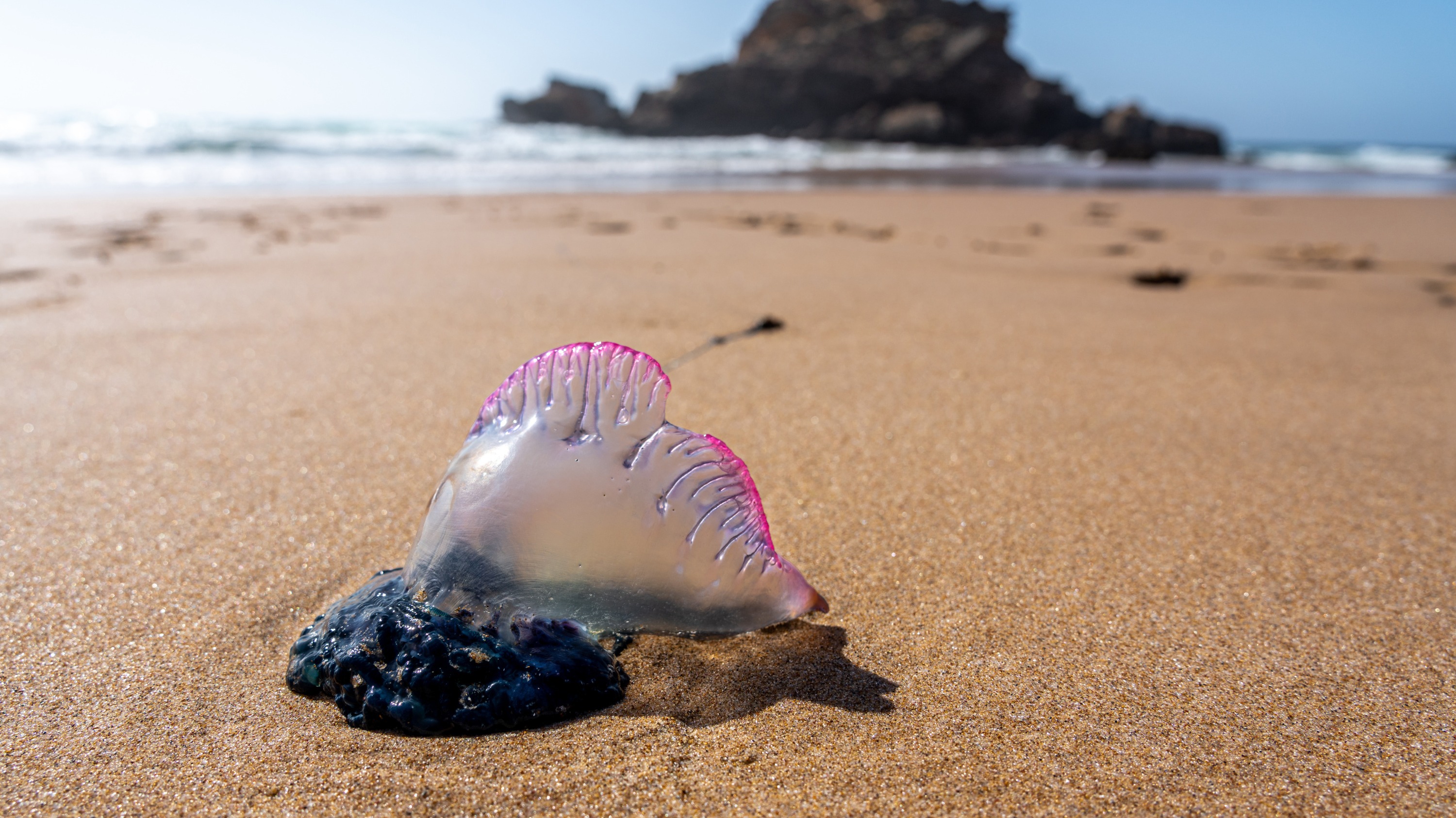 Pays basque : gare aux physalies, qui ont conduit à la fermeture de plusieurs plages durant le week-end