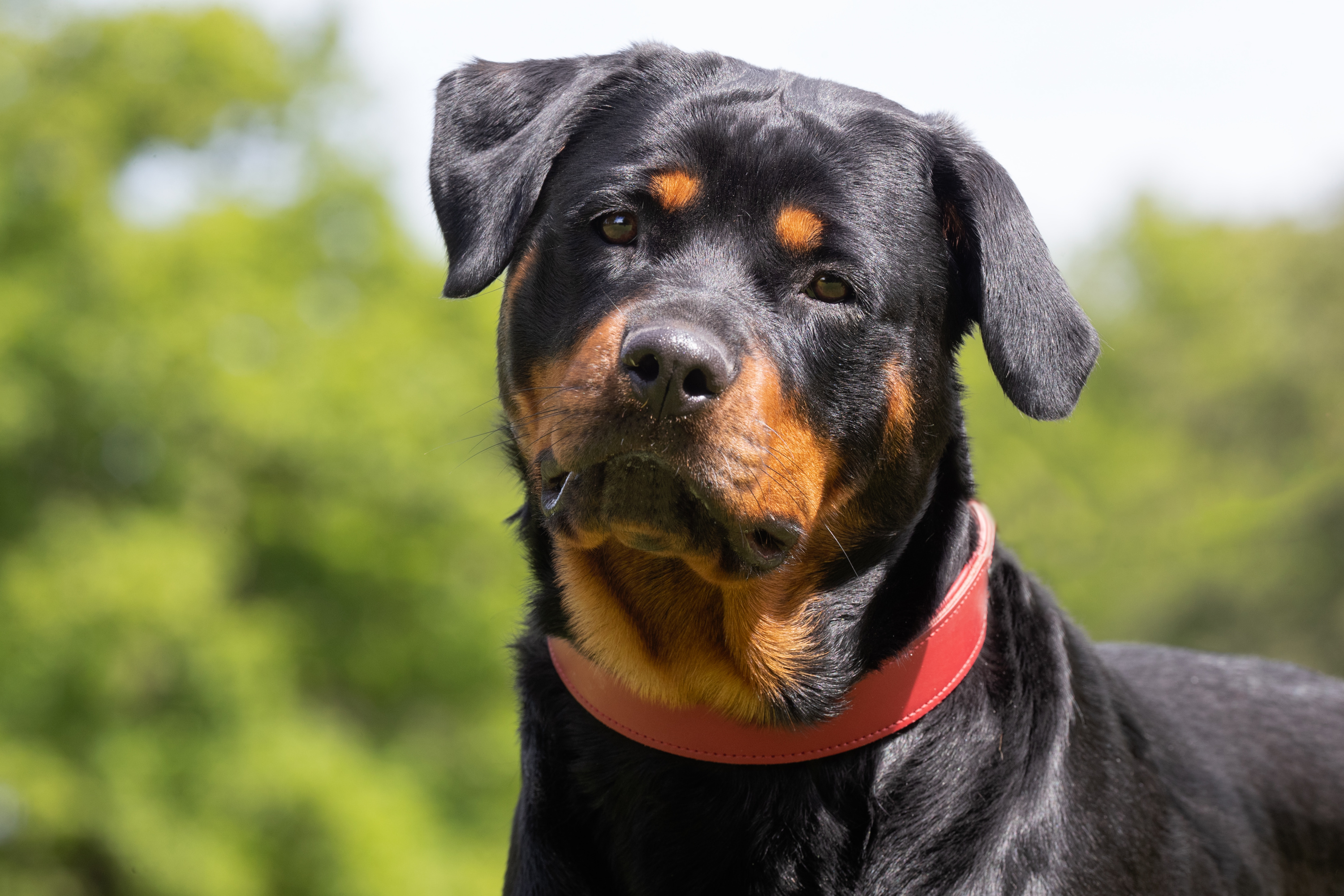 Loiret : un enfant de neuf ans tué par le chien de la famille à Pithiviers