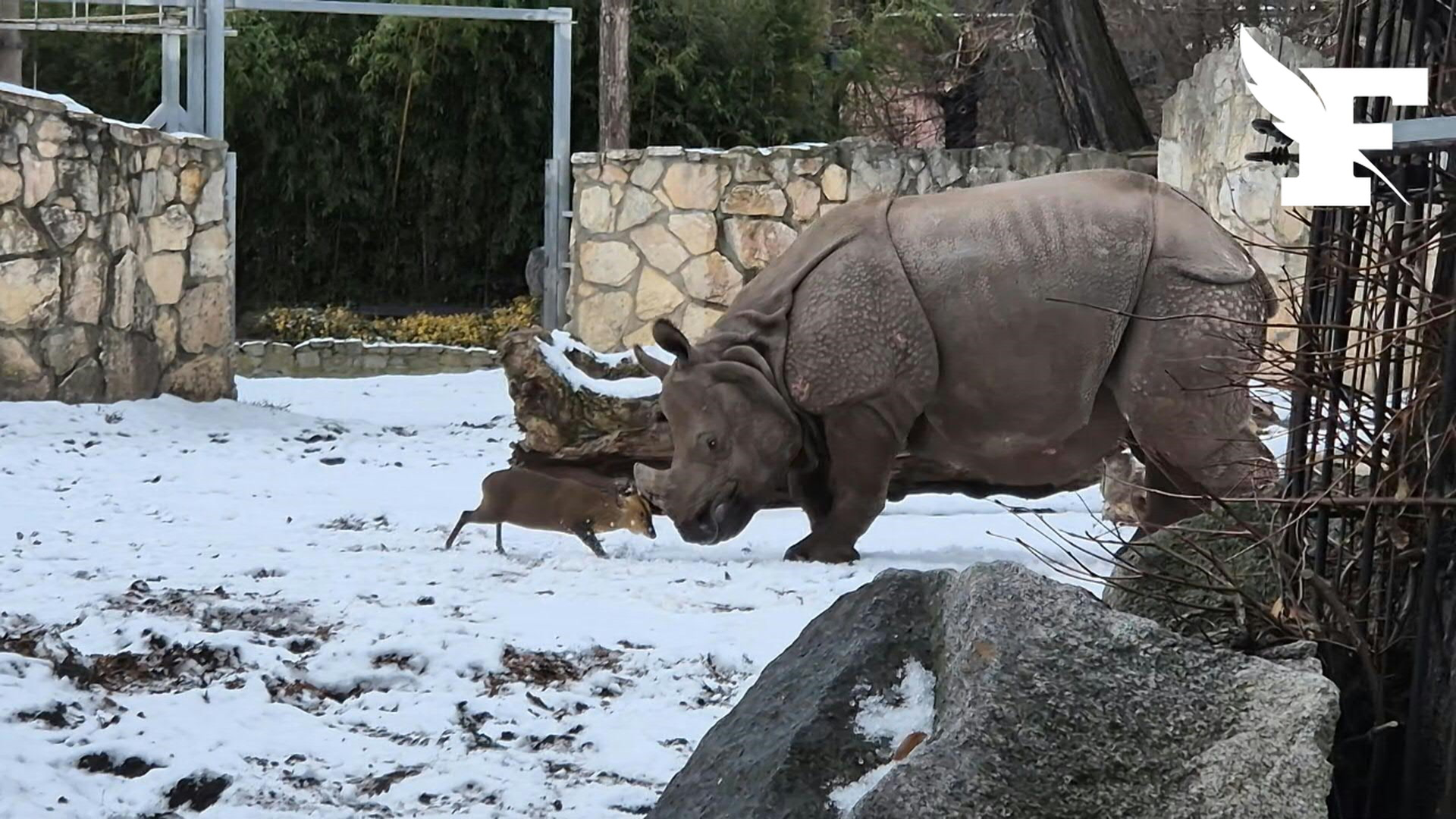 En Pologne, les images insolites d’un petit cerf de quelques kilos défiant un rhinocéros dans un zoo