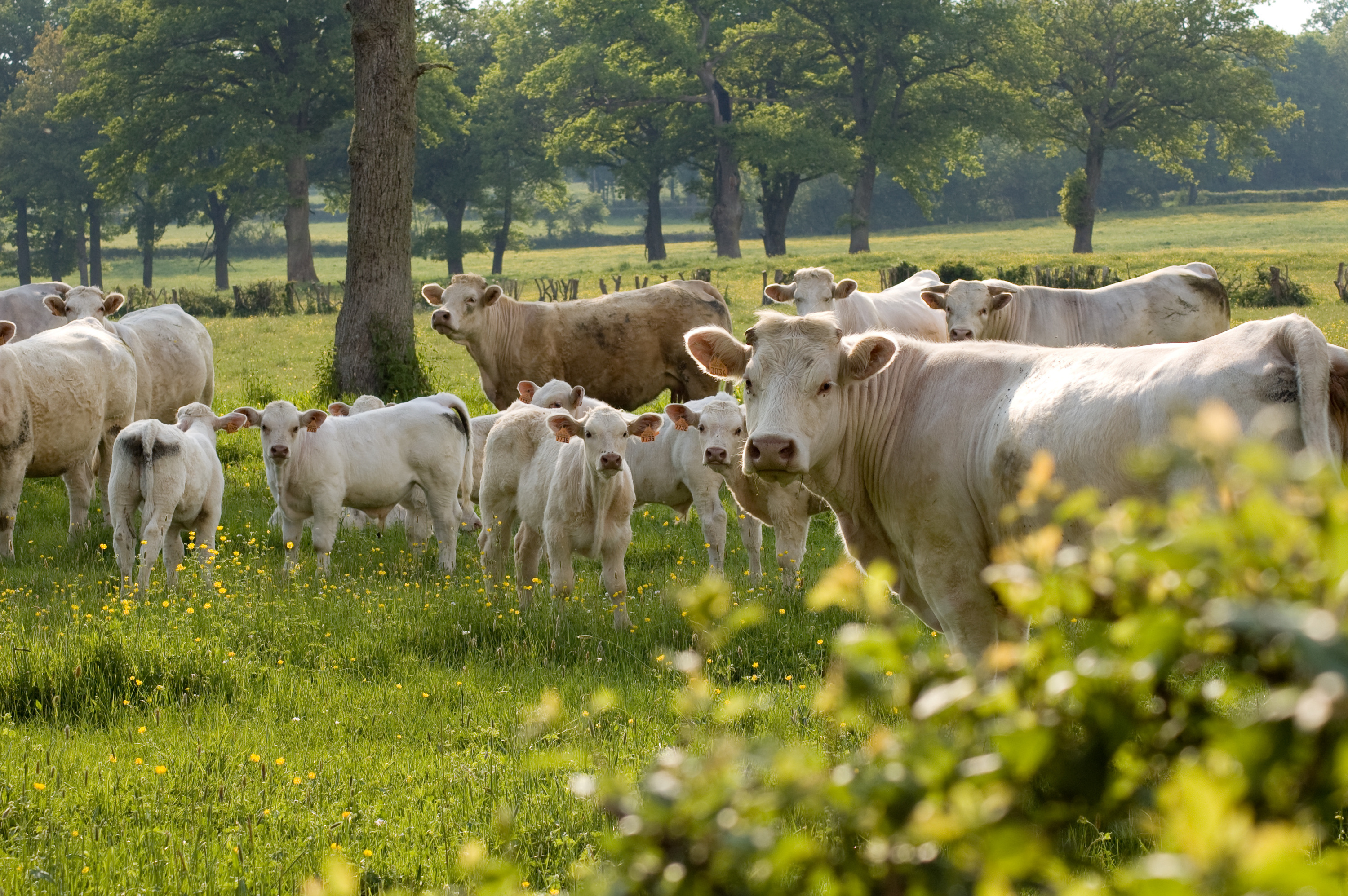 Une visite ministérielle en Bourgogne annulée à cause d'une vache