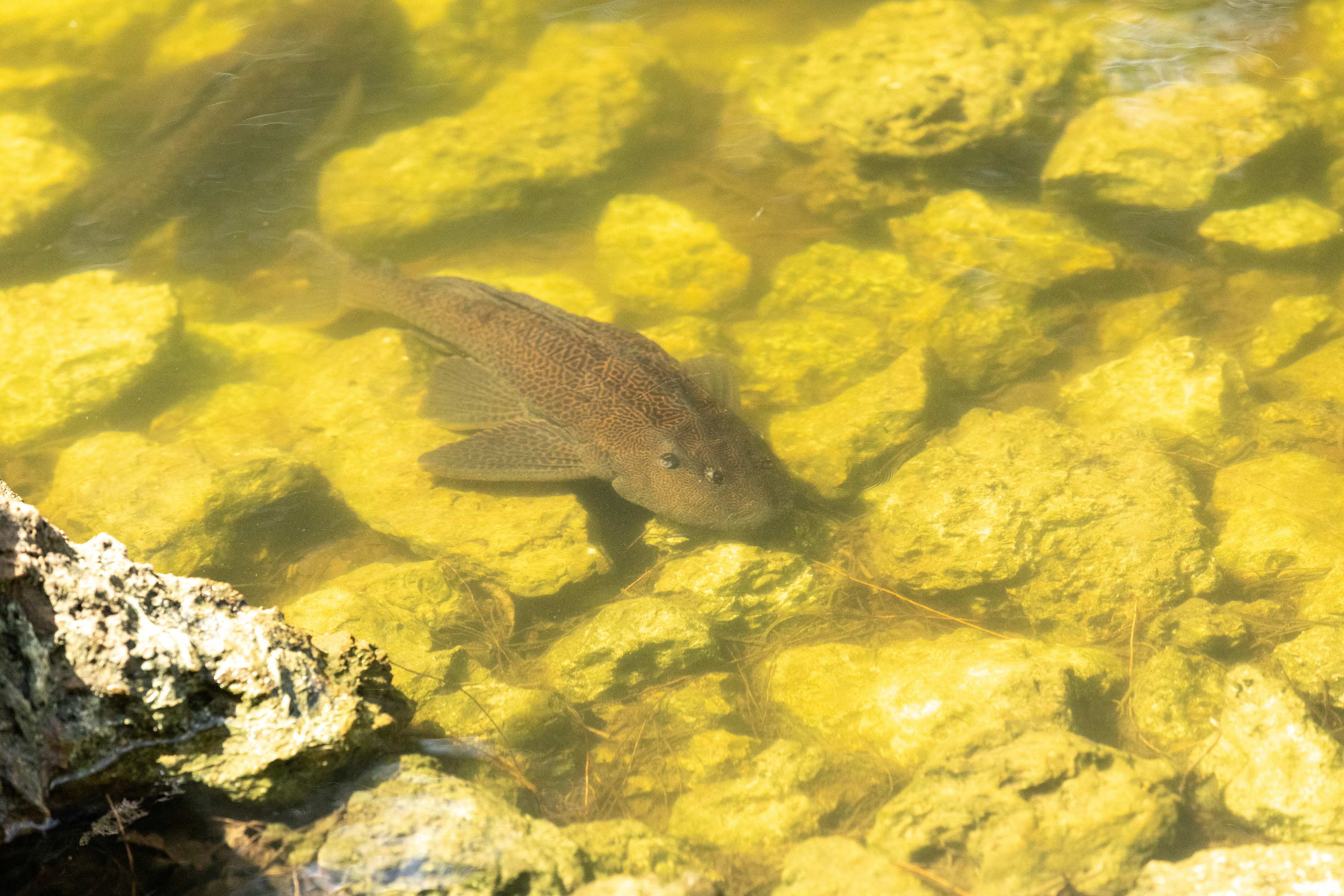 Quel est ce poisson invasif qui raffole des rivières polluées et supplante les poissons d’eau douce ?