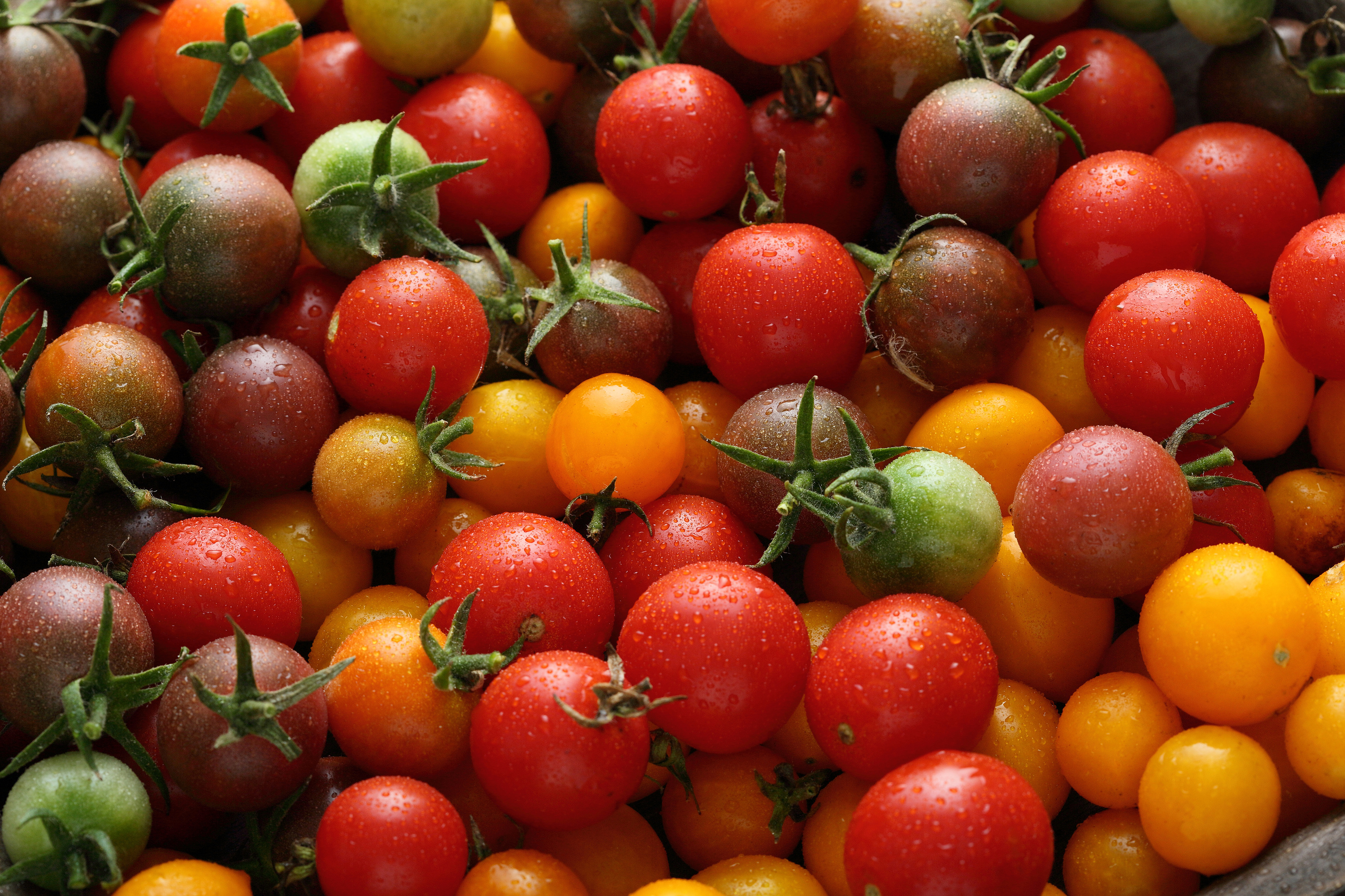 Quiz : êtes-vous vraiment incollable sur les tomates ?