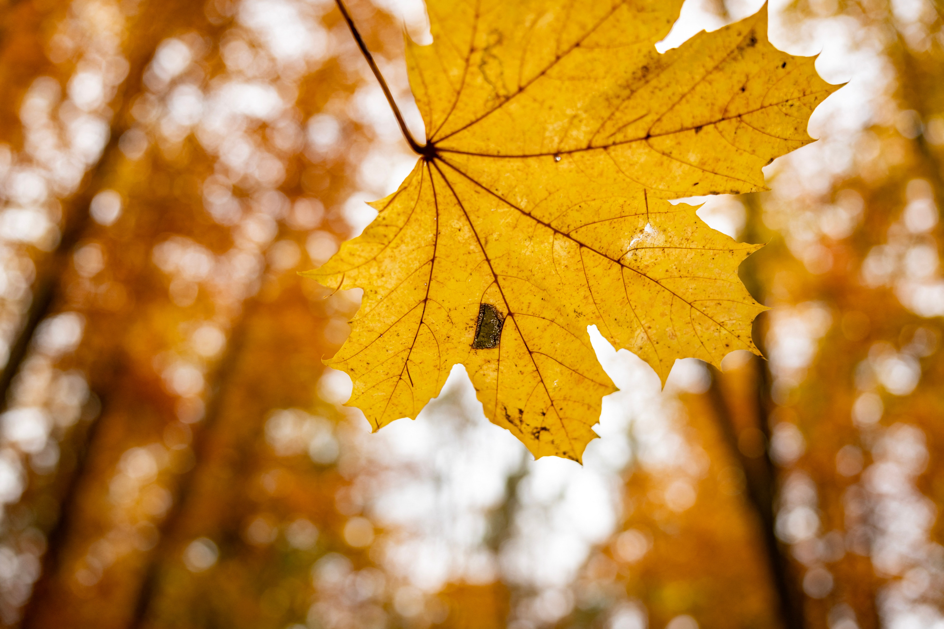 Pourquoi le passage à l’automne se fait cette année le 23 septembre