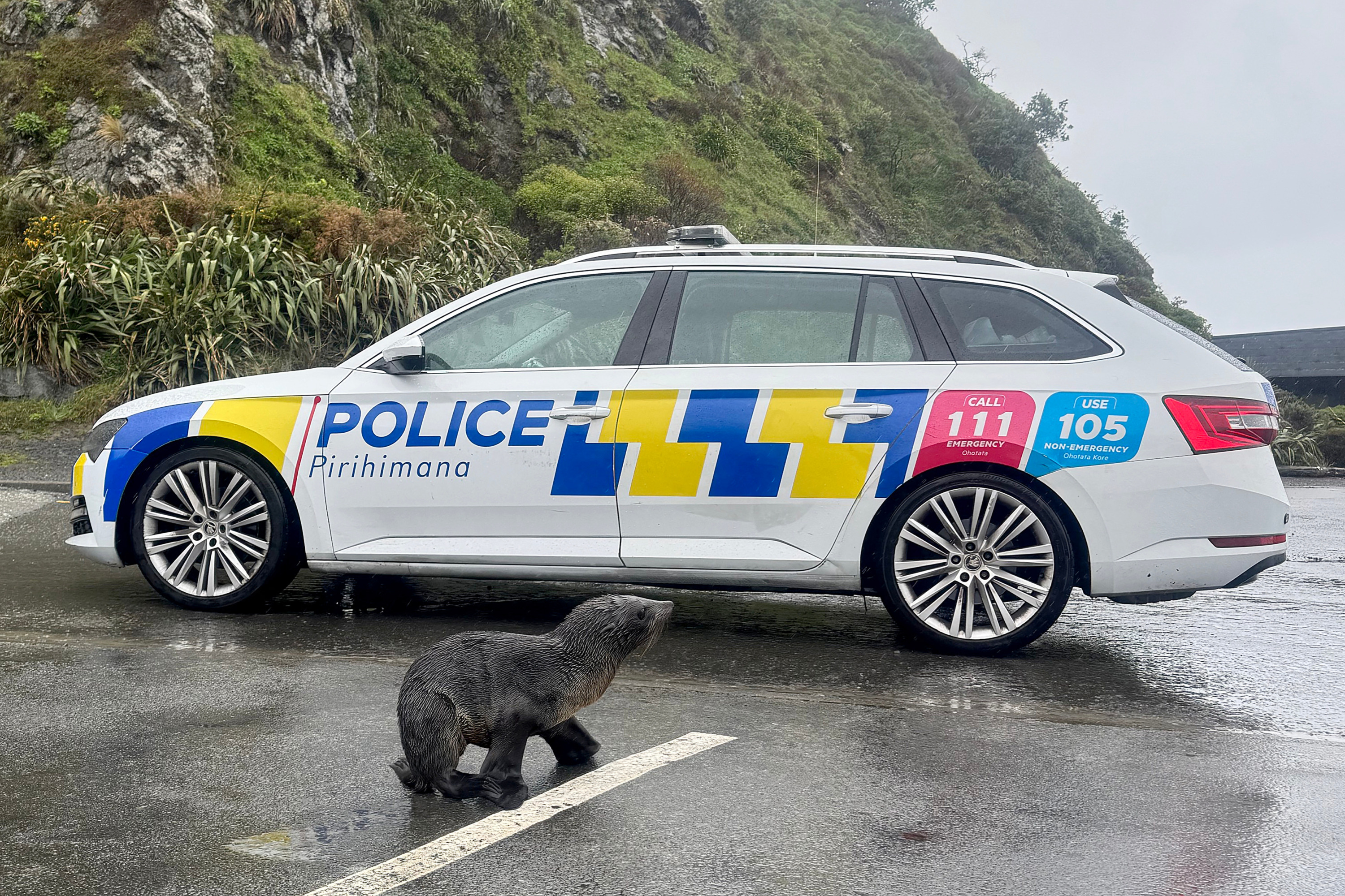 Un adorable phoque égaré sur une route sauvé par la police néo-zélandaise, l’animal «semblait reconnaissant de cette aide»