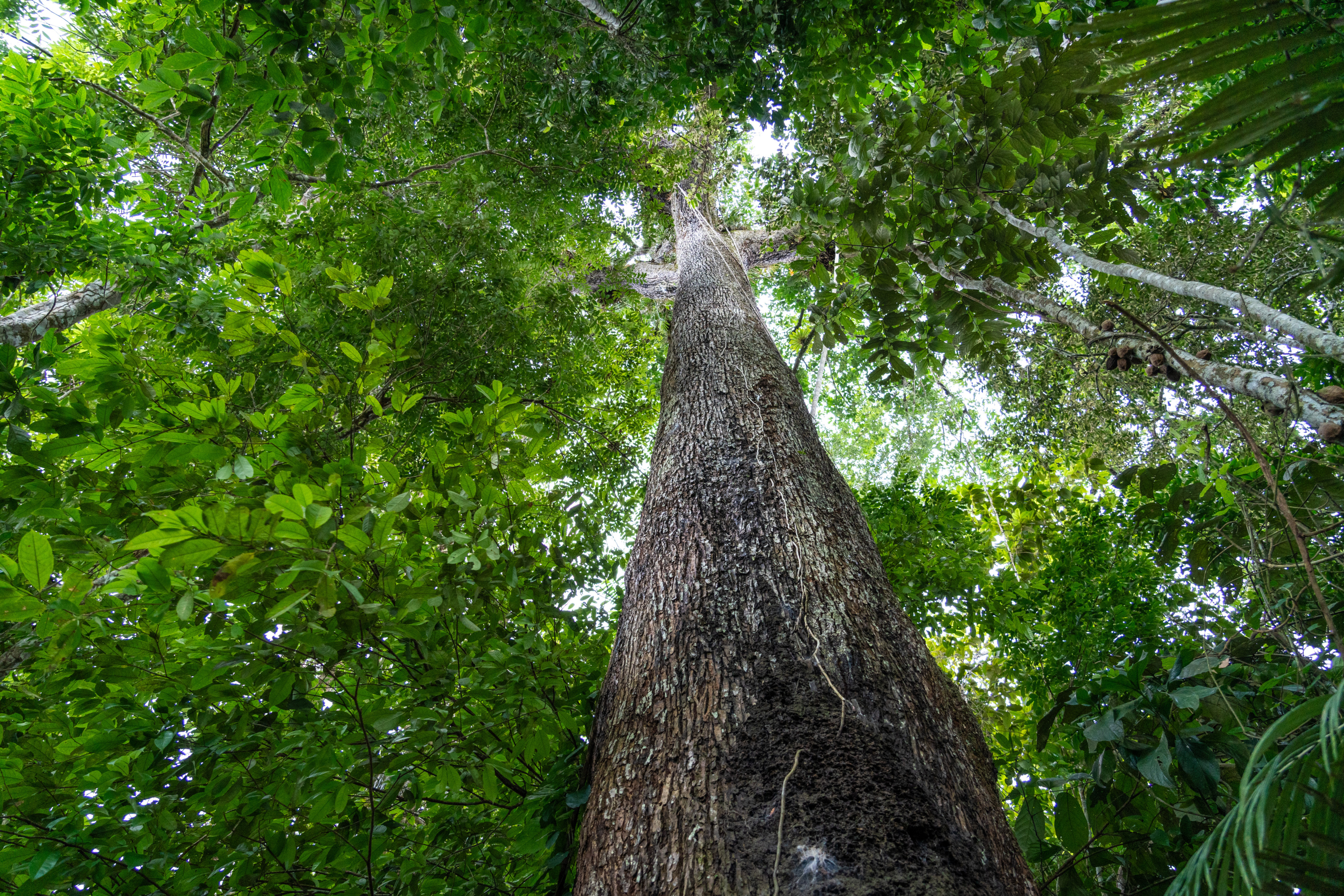 Le plus grand arbre de France est tombé