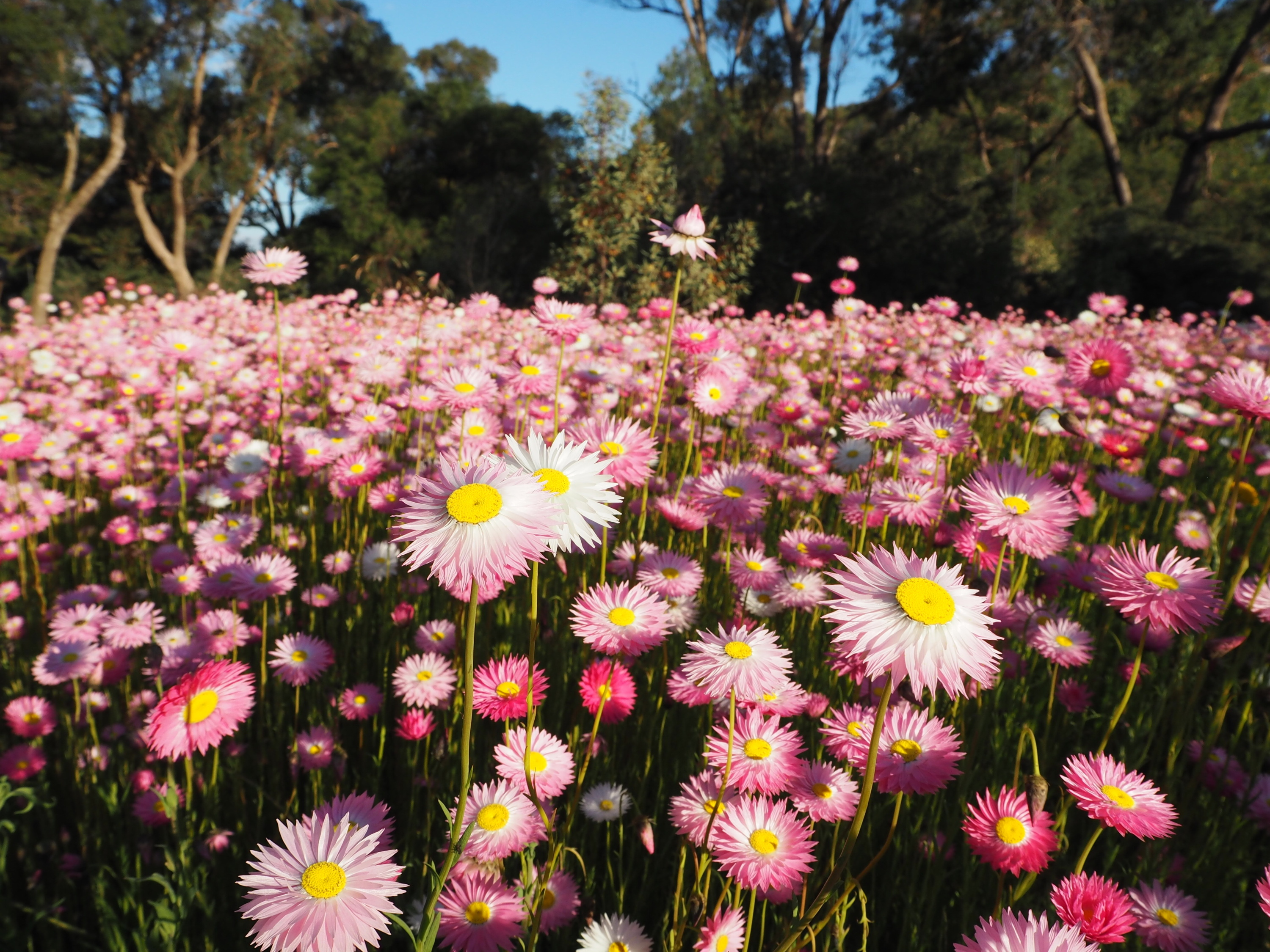 «Il y a un problème majeur de sécurité» : en plantant ces fleurs le long d’une route, ils n’imaginaient pas que leur beauté deviendrait un danger