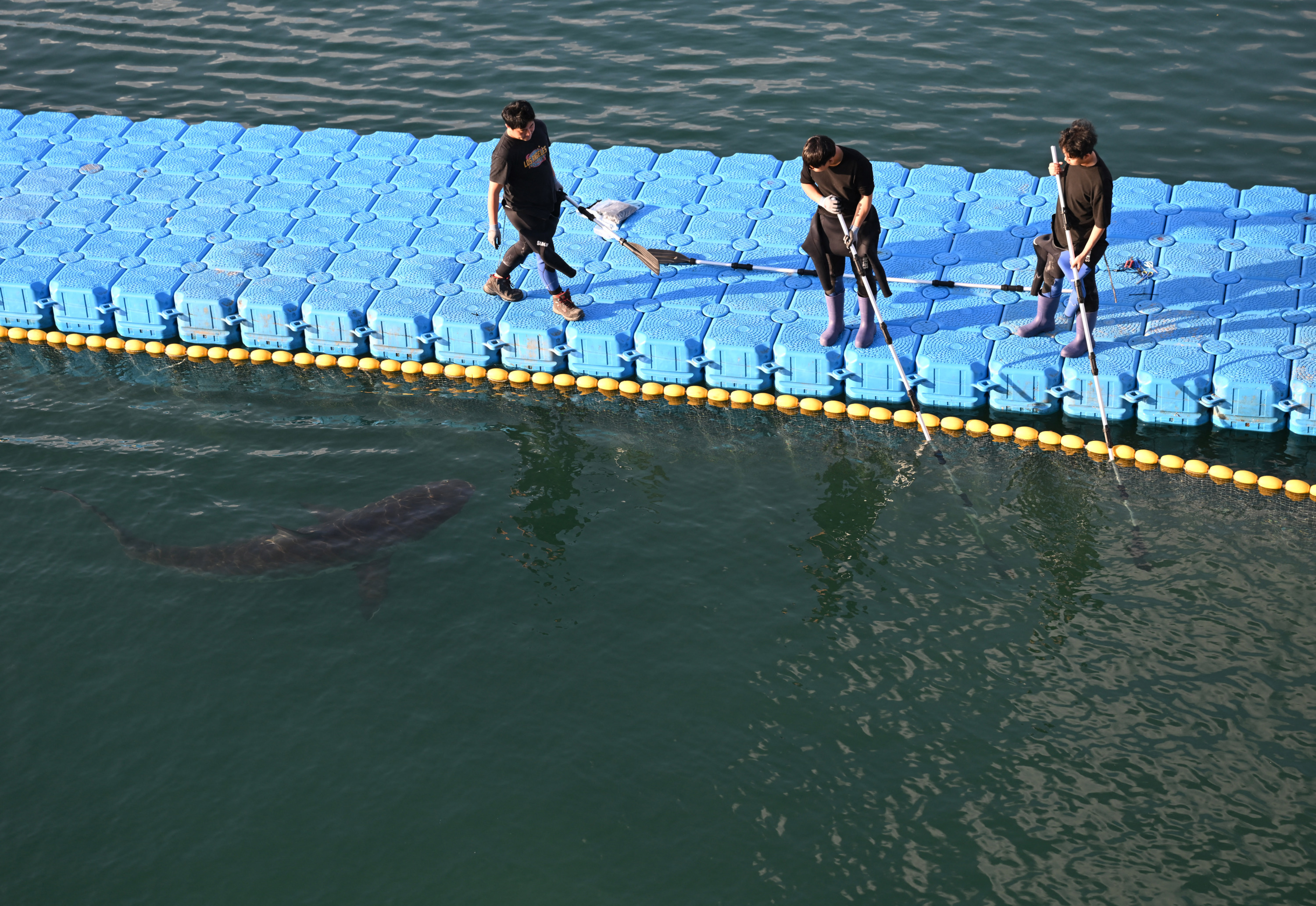 Un requin refuse de quitter ce canal en Corée du Sud : une quatrième tentative pour le faire sortir