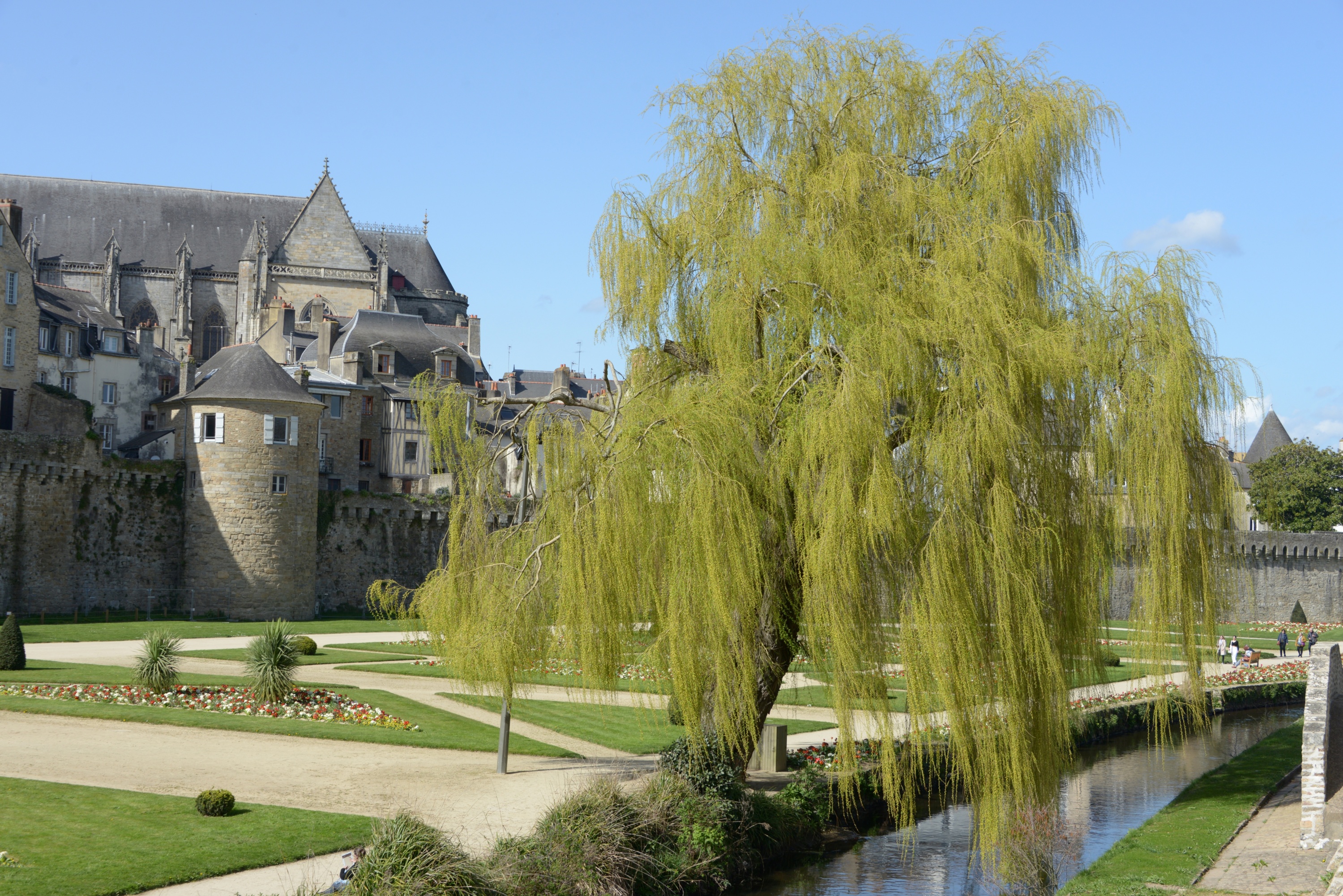 Arbre remarquable de 16 mètres de haut, le célèbre saule pleureur de Vannes a été emporté par la tempête Austen vignette