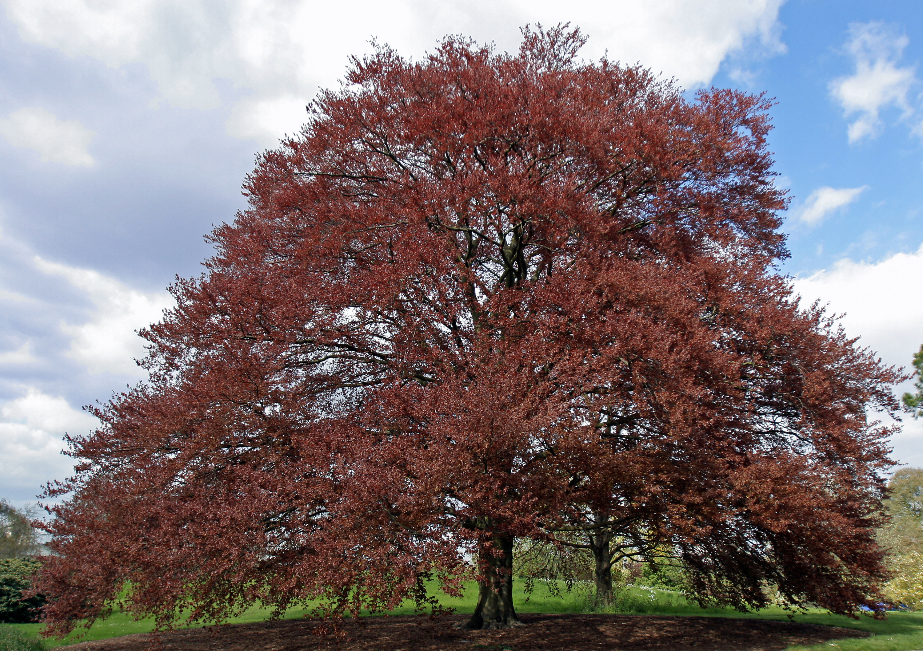 Du haut de ses 300 ans, le hêtre pourpre de Roubaix, plus vieil arbre de la ville, a été emporté par la tempête サムネイル