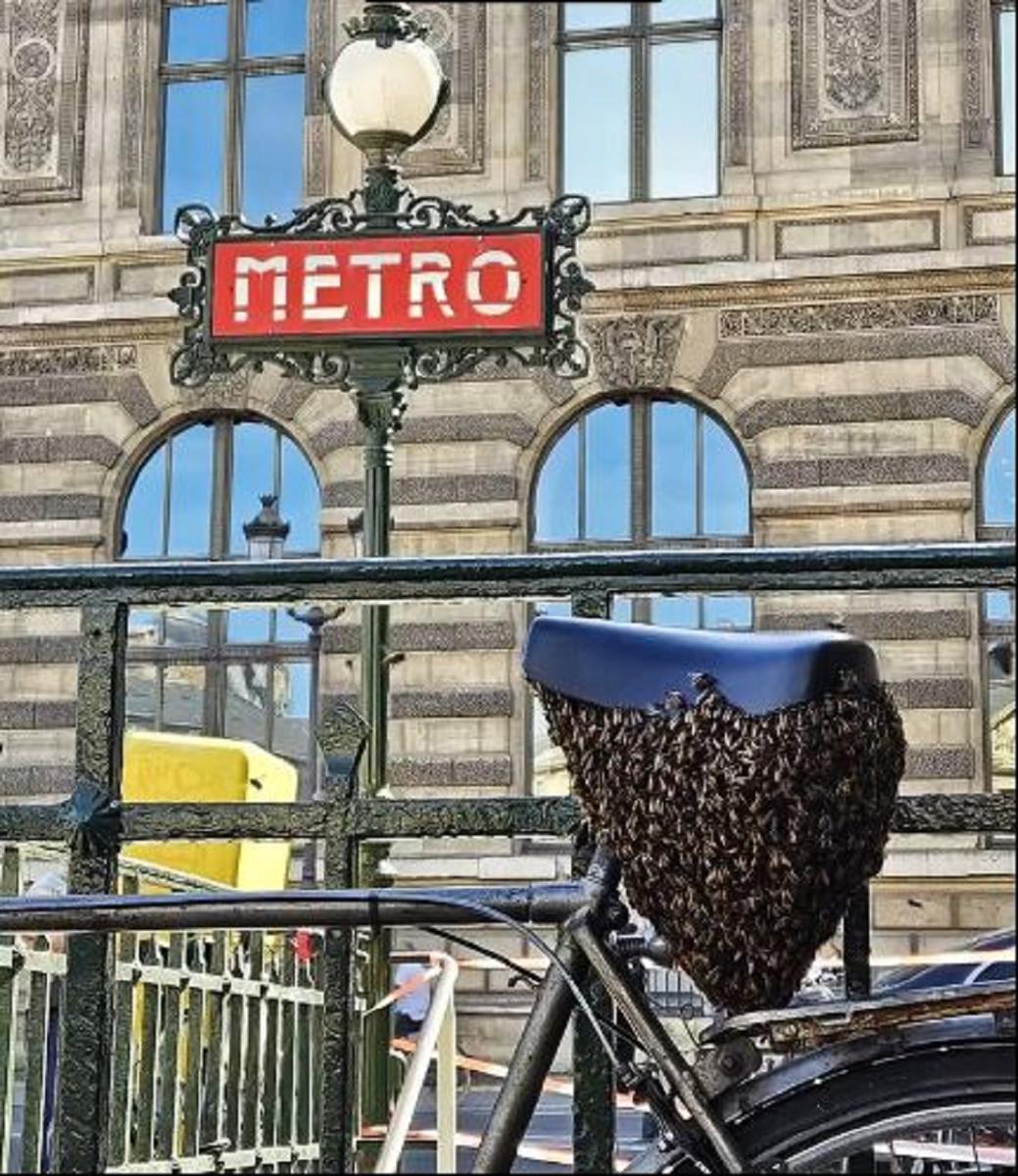 Essaim sous selle vélo Paris
