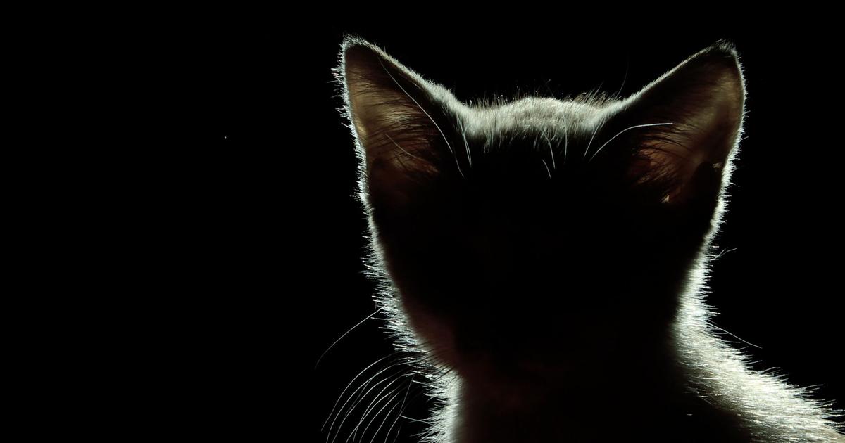 Comment faire le deuil de son chat ou chien?