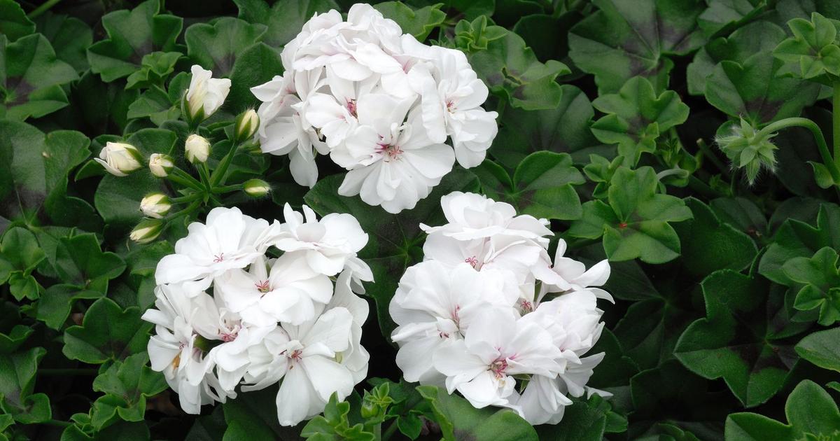 Pélargonium Lierre, Des Fleurs Toute L'année Ou Presque