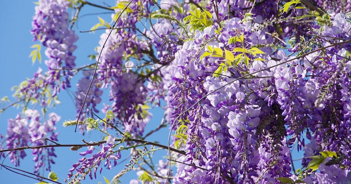 Glycine – Plante Île-de-France