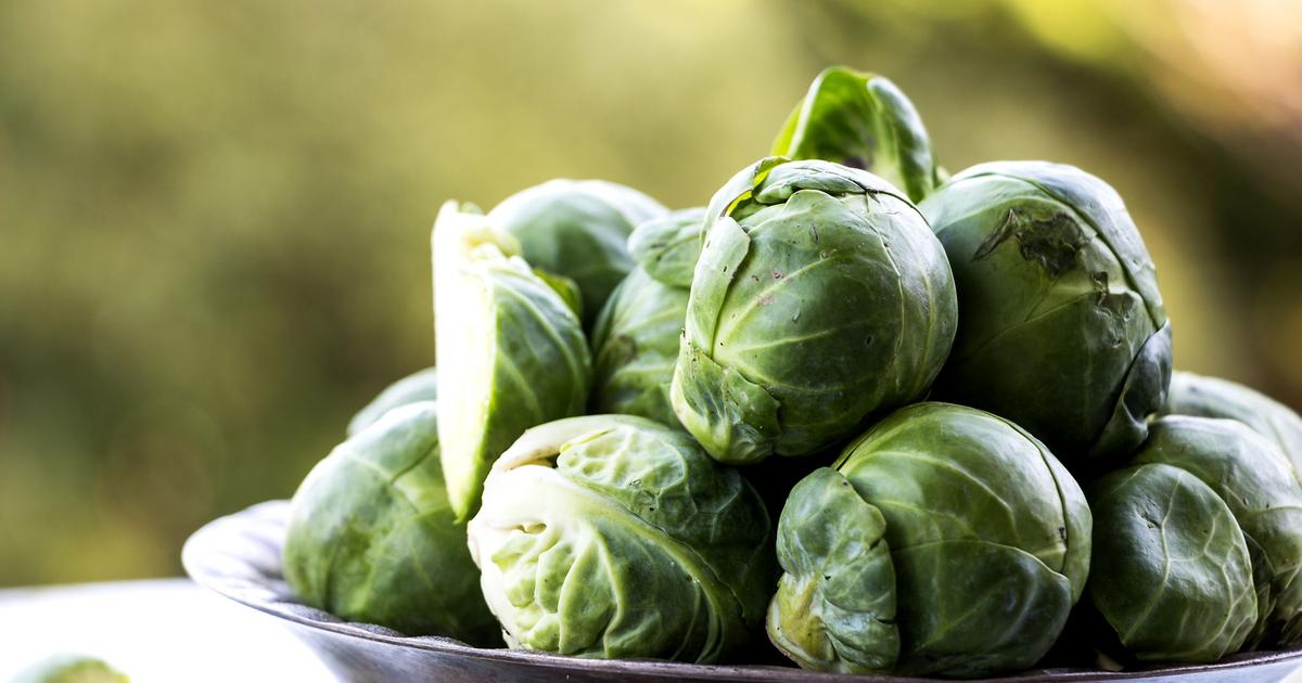 fig plants for sale Brighter Blooms - Chicago Hardy Fig Tree, 2 Gallon