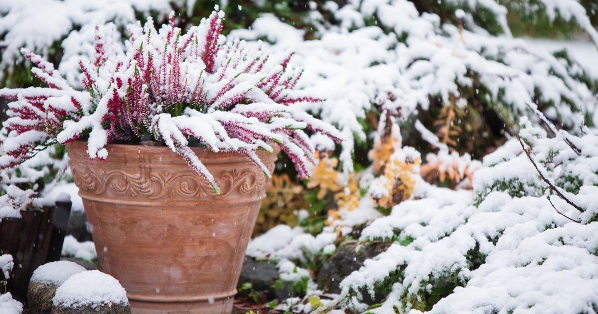 7 plantes pour un jardin coloré en hiver