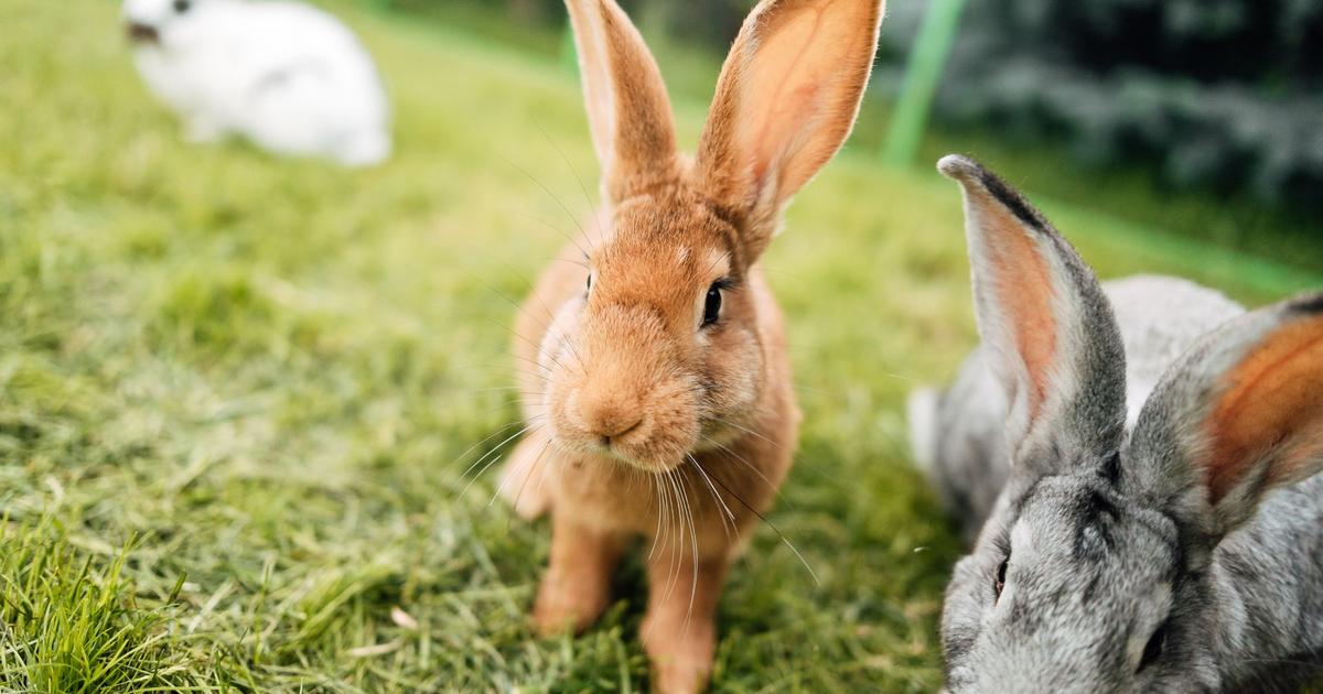 Comment élever de «vrais» lapins de ferme