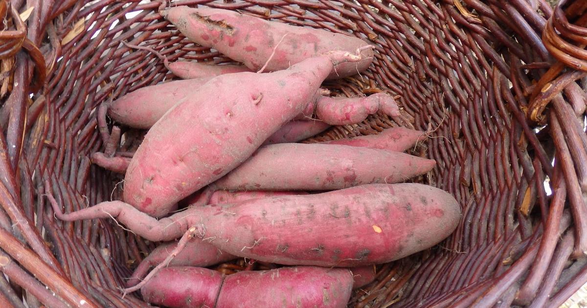 Patate douce en ligne en direct de Bretagne