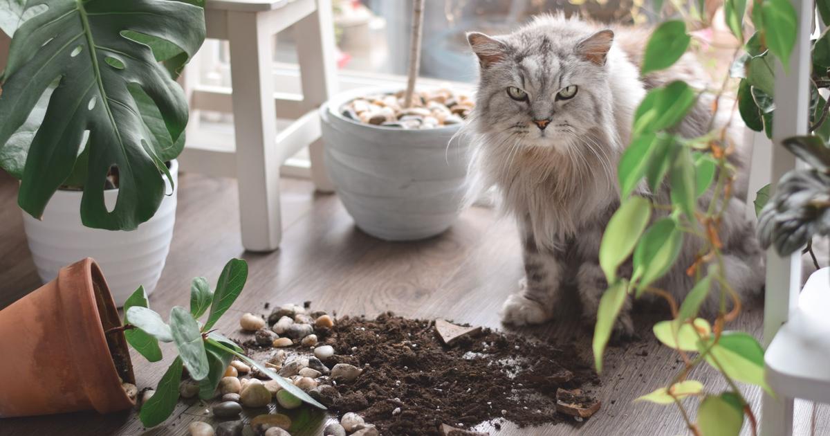 Six Raisons Etayees Scientifiquement De Detester Les Chats