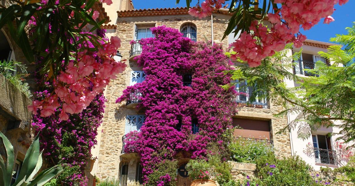 Ces Fleurs Qui Changent La Ville