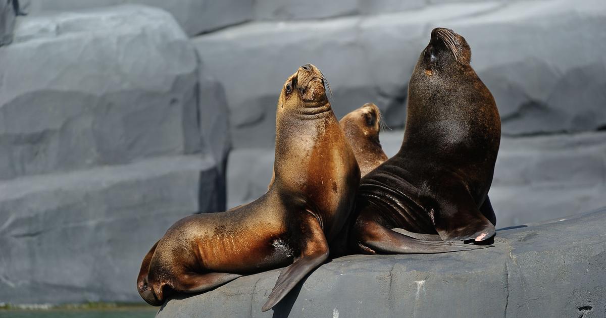 rencontre avec les otaries