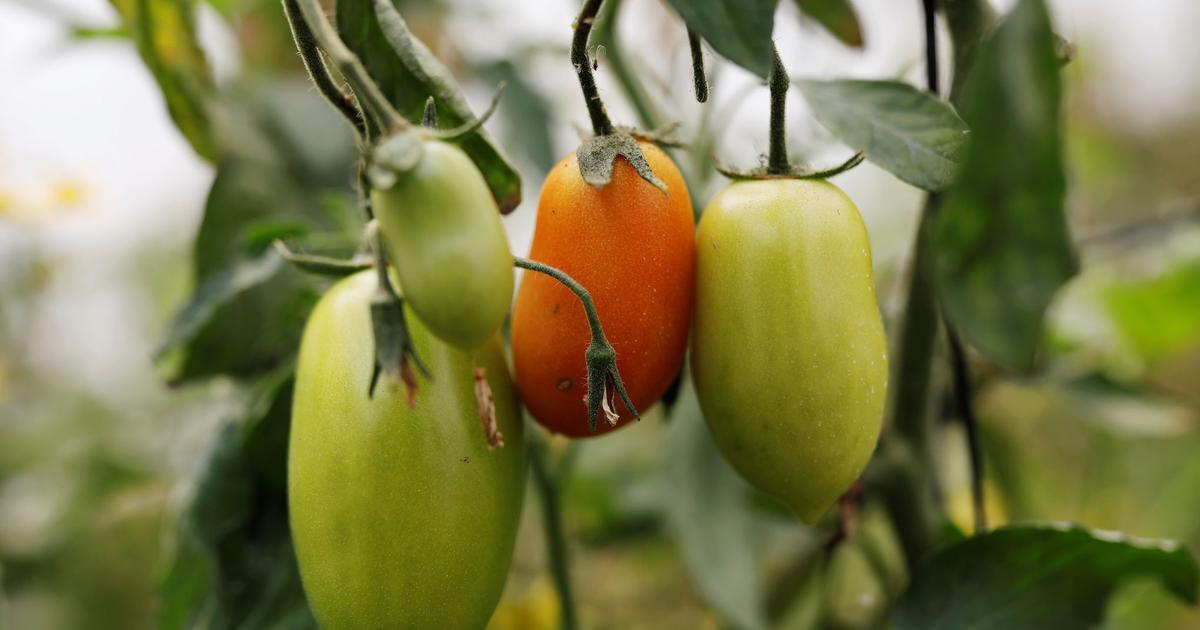 Une pétition contre les serres chauffées servant à produire des légumes bio