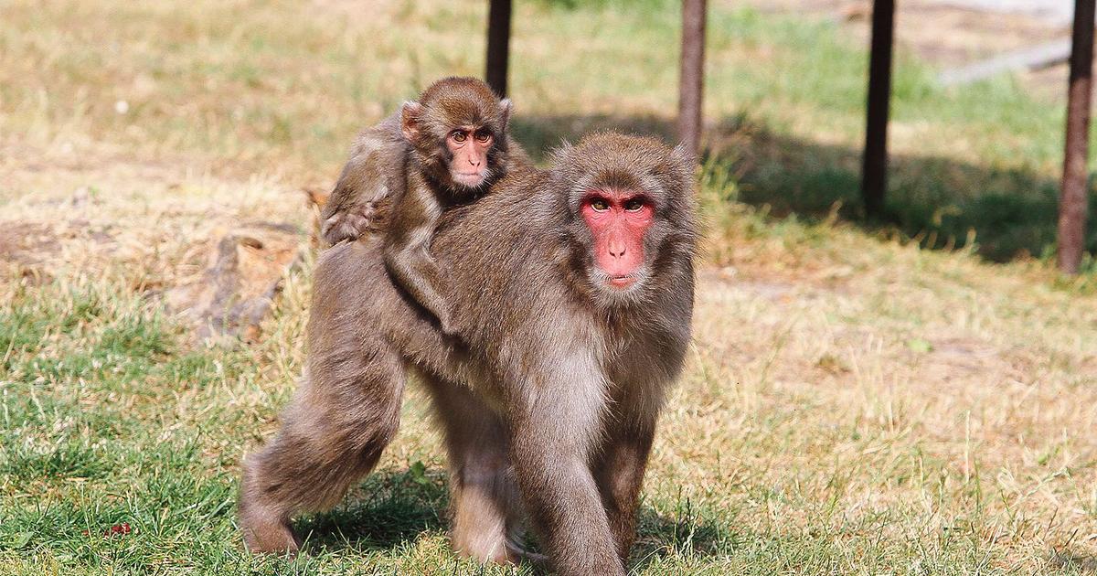 Pourquoi les femelles macaques ontelles les fesses rouges?