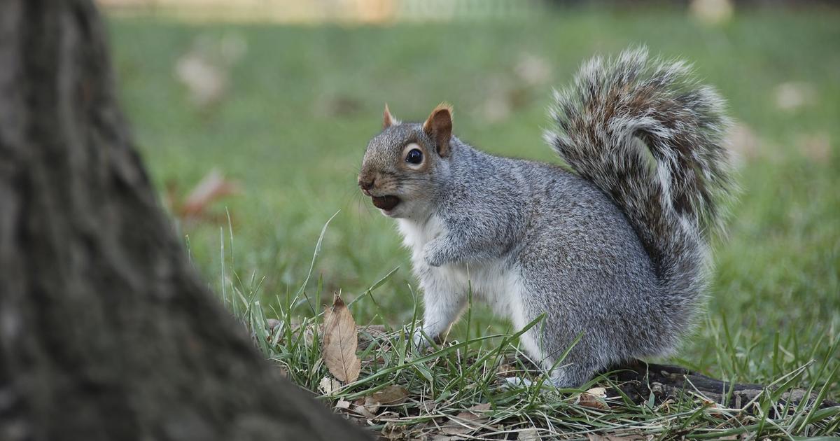 demande d'information concernant des ecureuils
