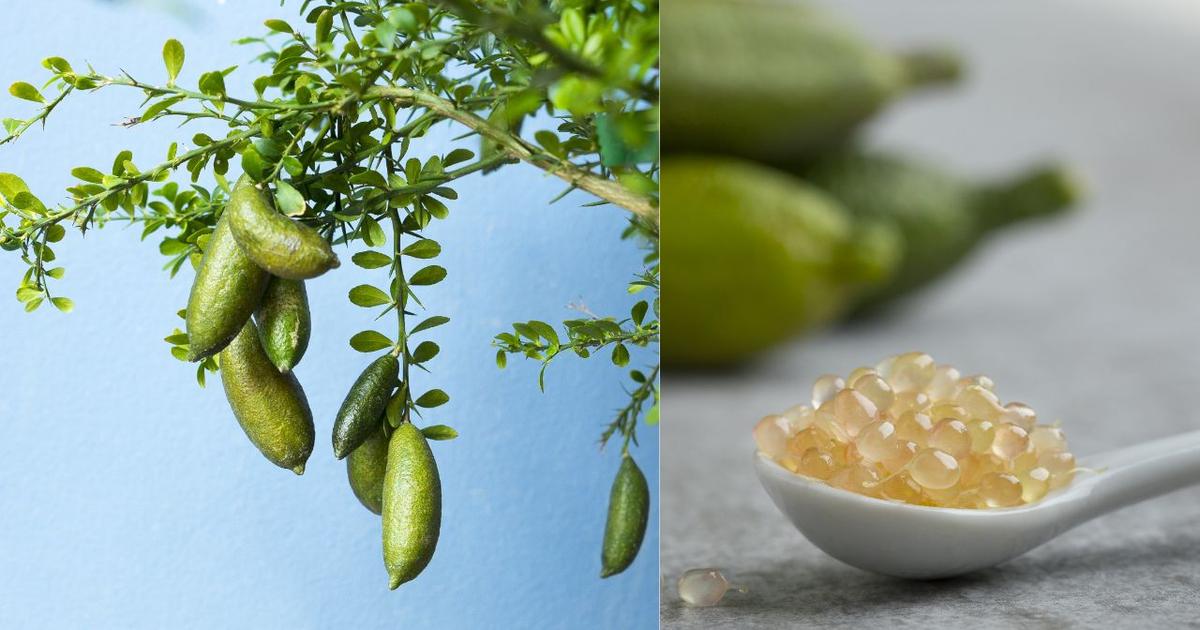 Citron caviar : origine, culture et recettes