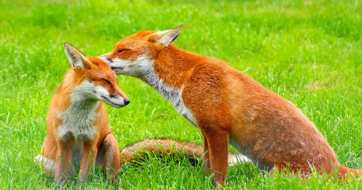 Connaissez-vous vraiment le renard ? 