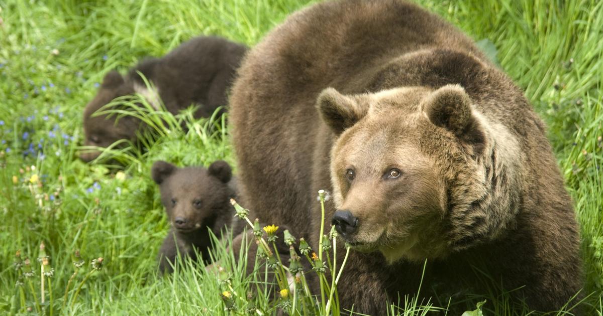 La cohabitation avec les ours est-elle possible?