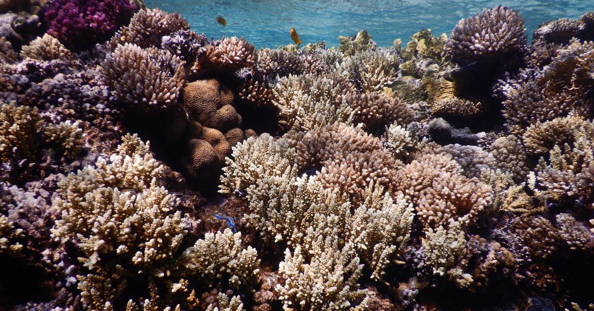 Dans la mer Rouge, des coraux résistent au réchauffement des eaux