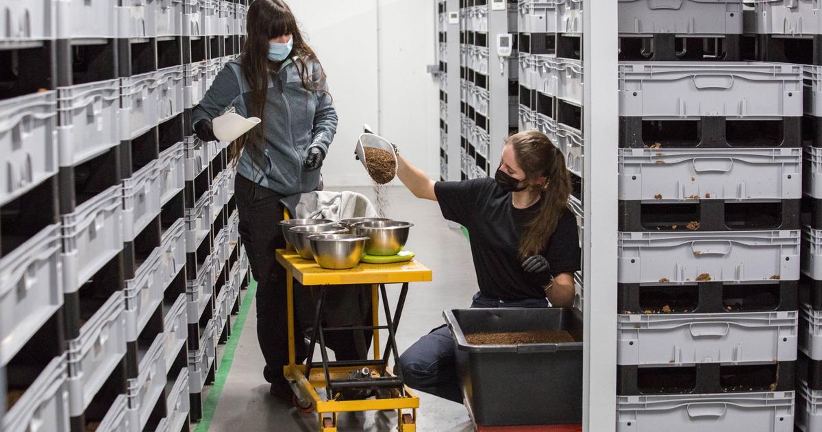 Elevage Insect L’élevage d’insectes dédiés à la nutrition en plein essor en France