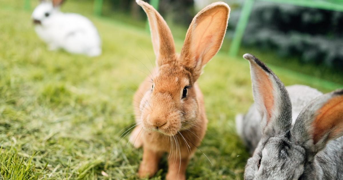 Pourquoi Il Ne Faut Pas Dire Lapin Sur Un Bateau