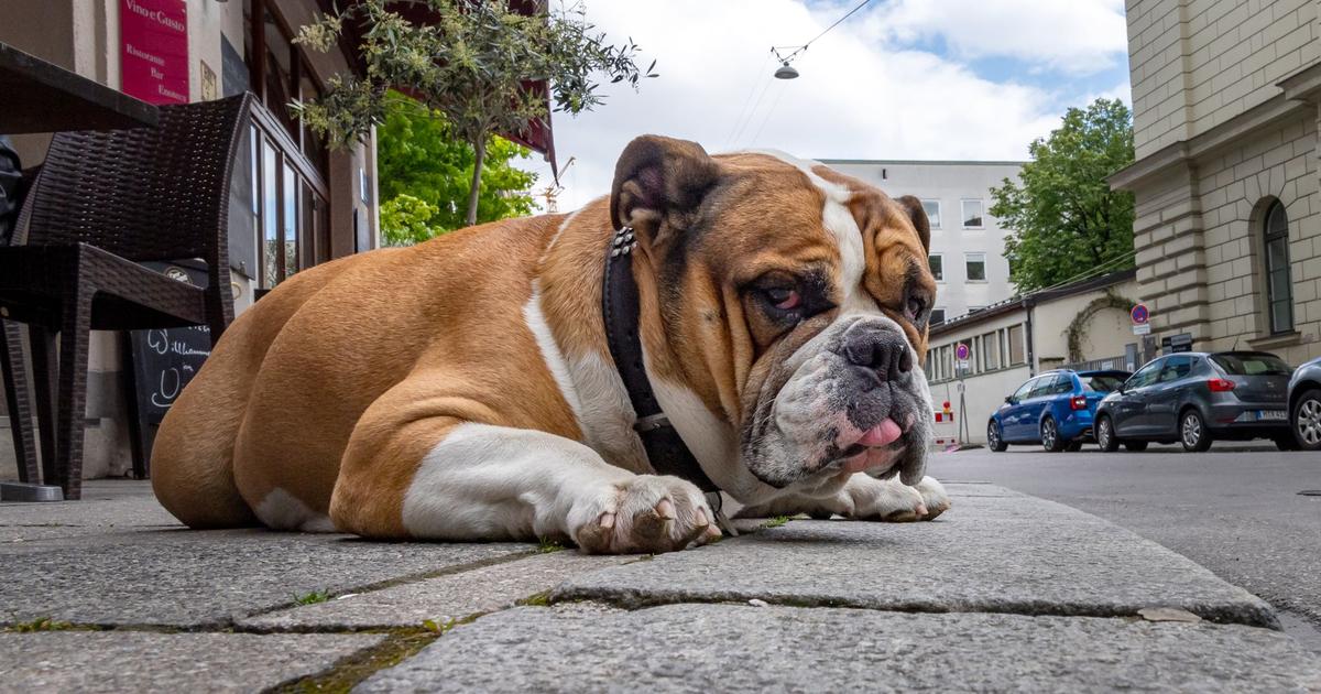 Deze misbruiken van keuze bedreigen de gezondheid van de Engelse bulldog