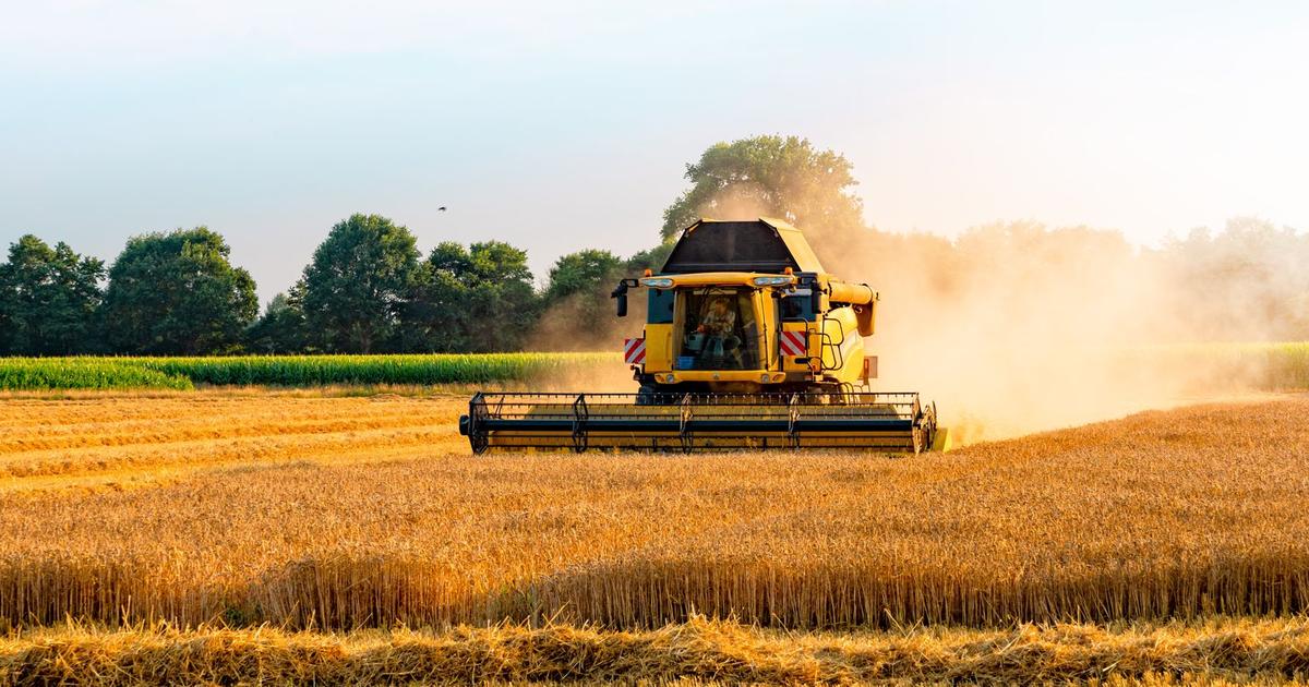 More strategic than ever, the wheat harvest in France should be