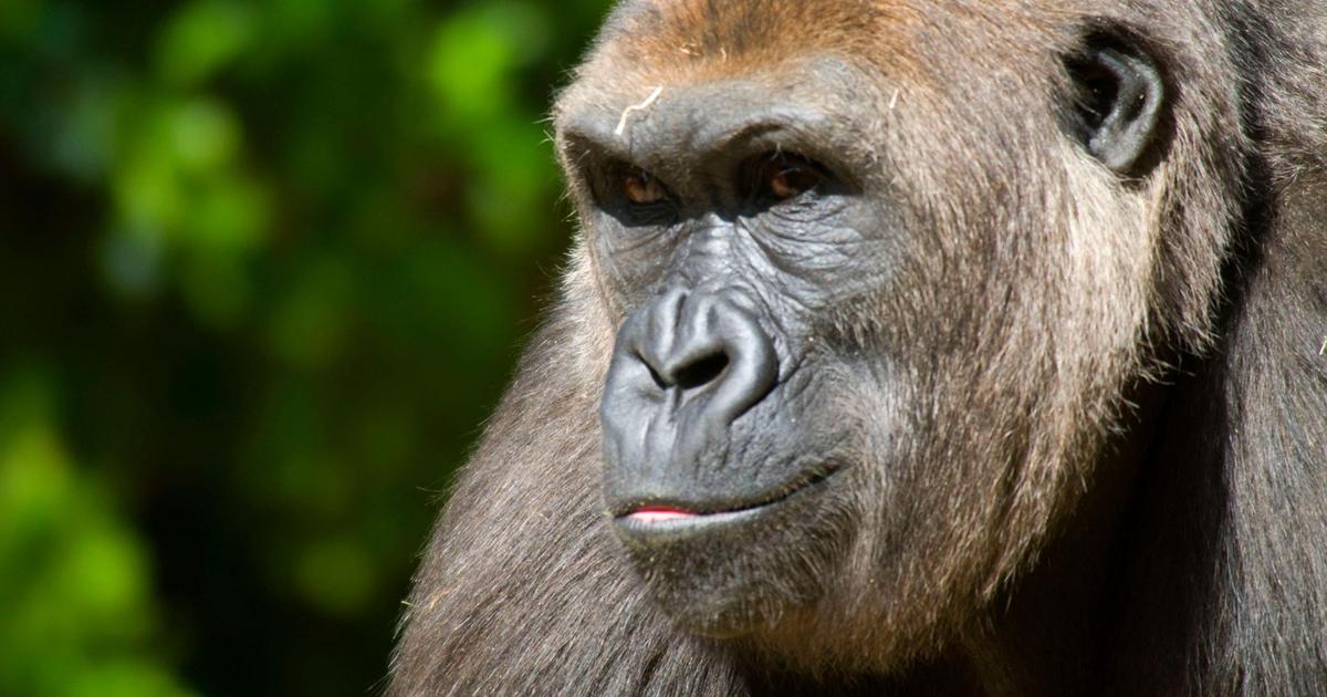 Een menselijk gebaar geërfd van de voorouders waargenomen bij gorilla’s