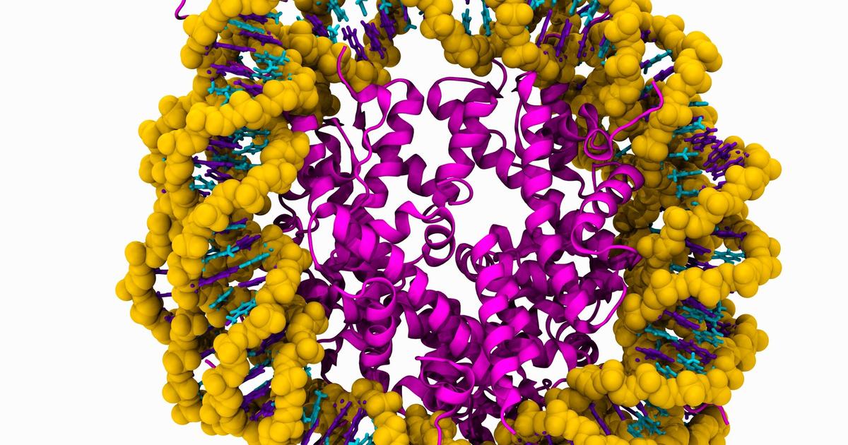 chromosomes-are-fluid-in-the-nucleus-of-cells-buna-time