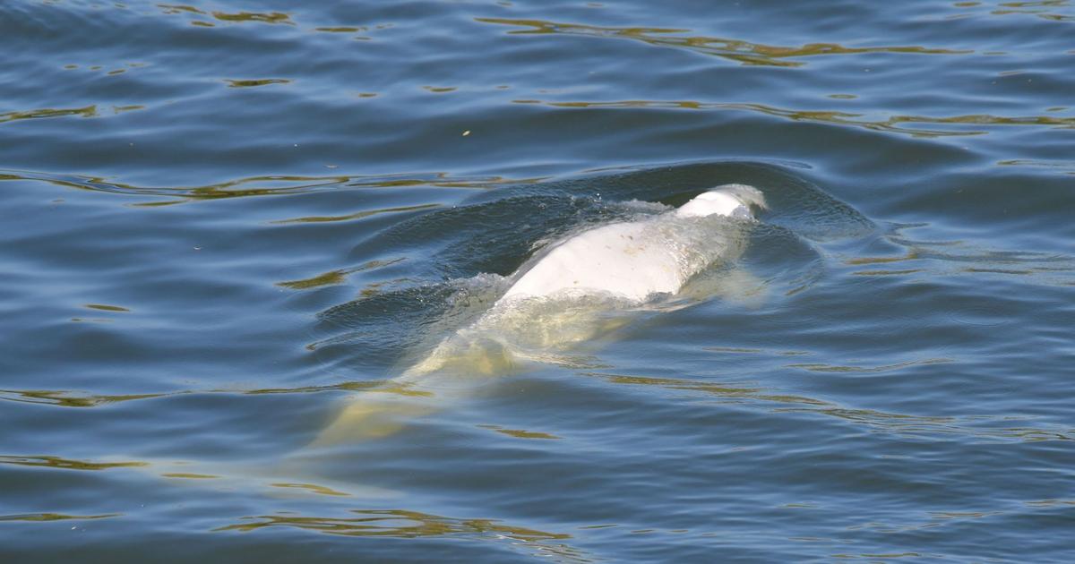 Molti misteri sull’esistenza del beluga nella Senna