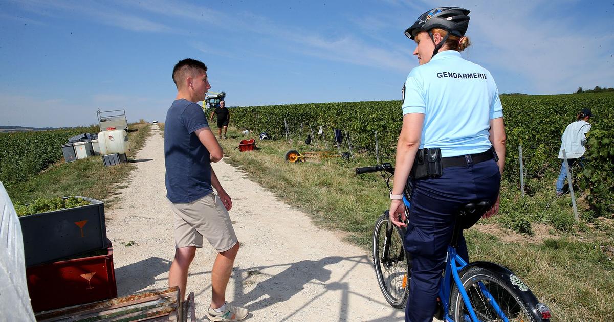 How the gendarmerie ensures the smooth running of the grape harvest in