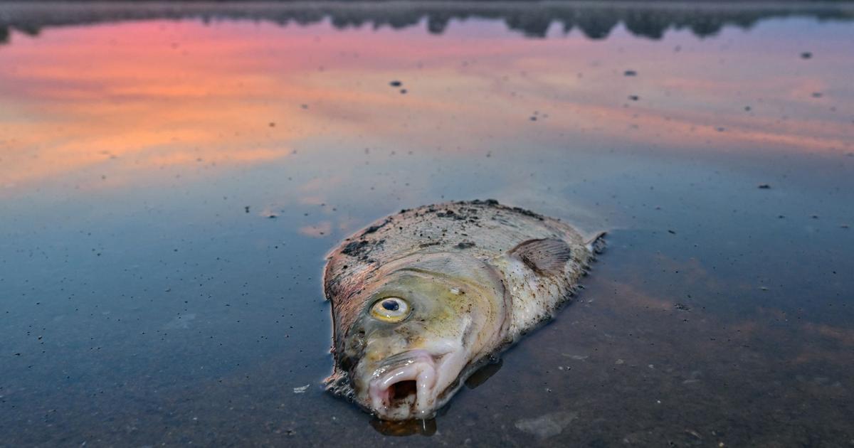 Les poissons morts de l’Oder brouillent Berlin et Varsovie