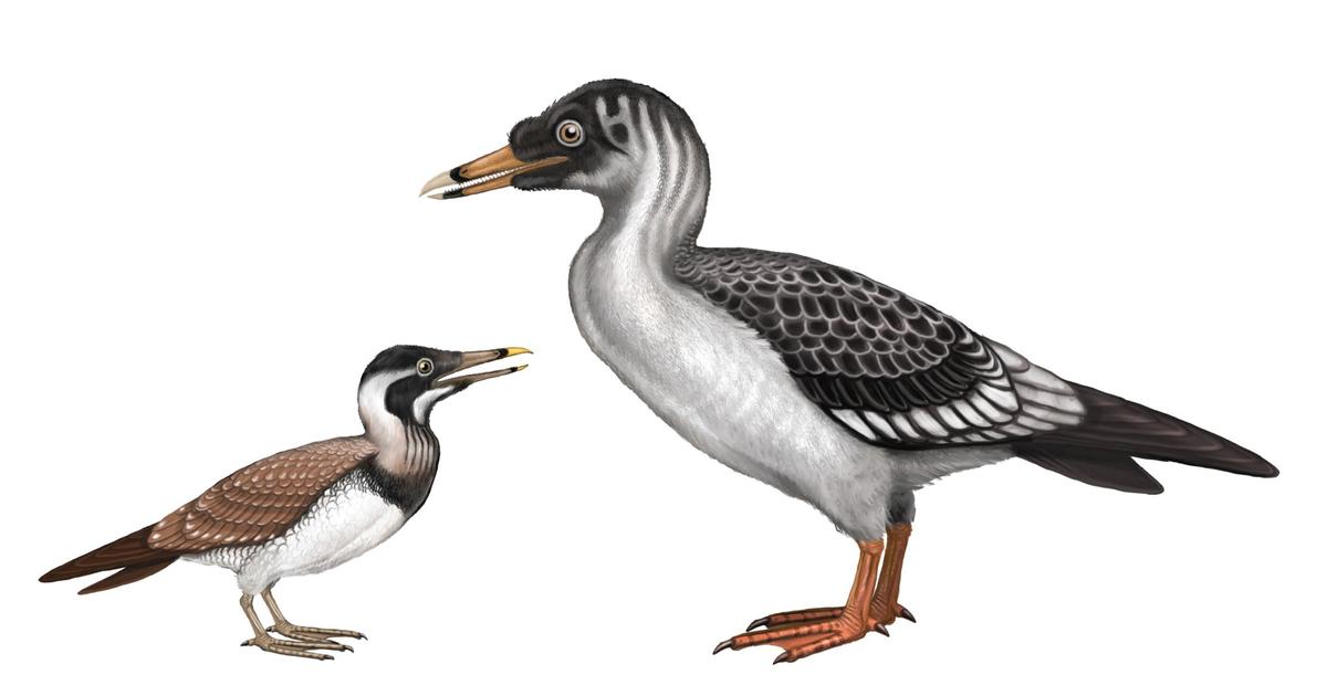 Het fossiel van een zeer oude vertegenwoordiger van vogels verstoort zijn evolutionaire geschiedenis