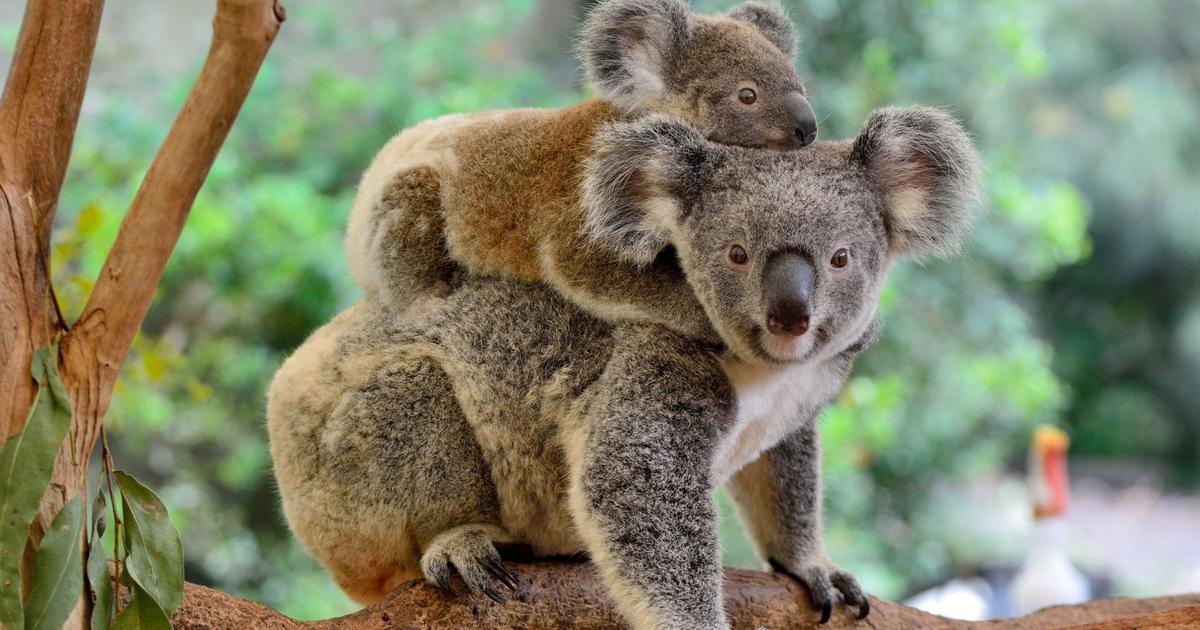 To save the koala, Australia puts on the market
