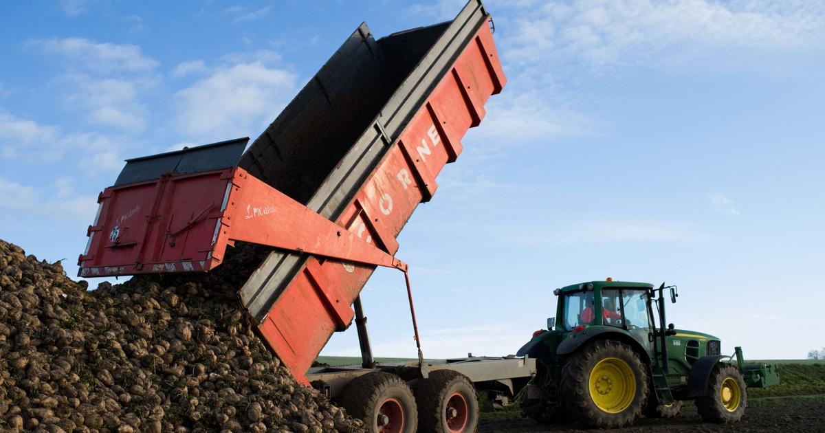 the rise in sugar gives hope to beet growers